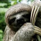 How to Say Sloth in Filipino .